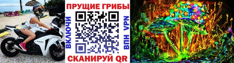 где можно купить   Городище  Псилоцибиновые грибы Psilocybe 